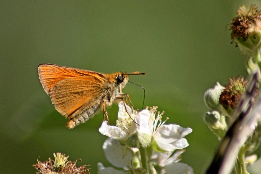 ochlodes sp?